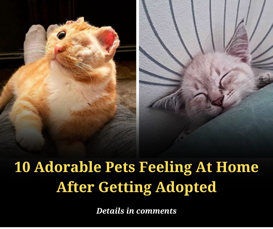 10 Adorable Pets Feeling At Home After Getting Adopted