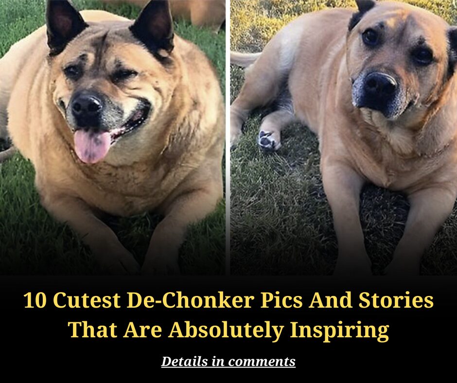 10 Cutest De-Chonker Pics And Stories That Are Absolutely Inspiring