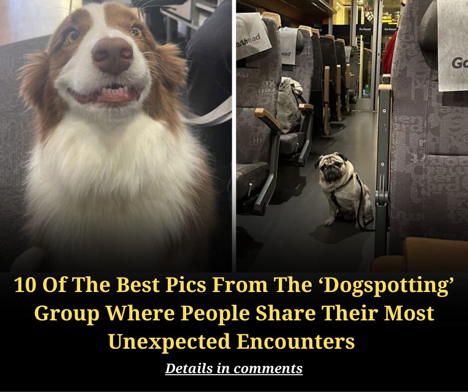 10 Of The Best Pics From The ‘Dogspotting’ Group Where People Share Their Most Unexpected Encounters