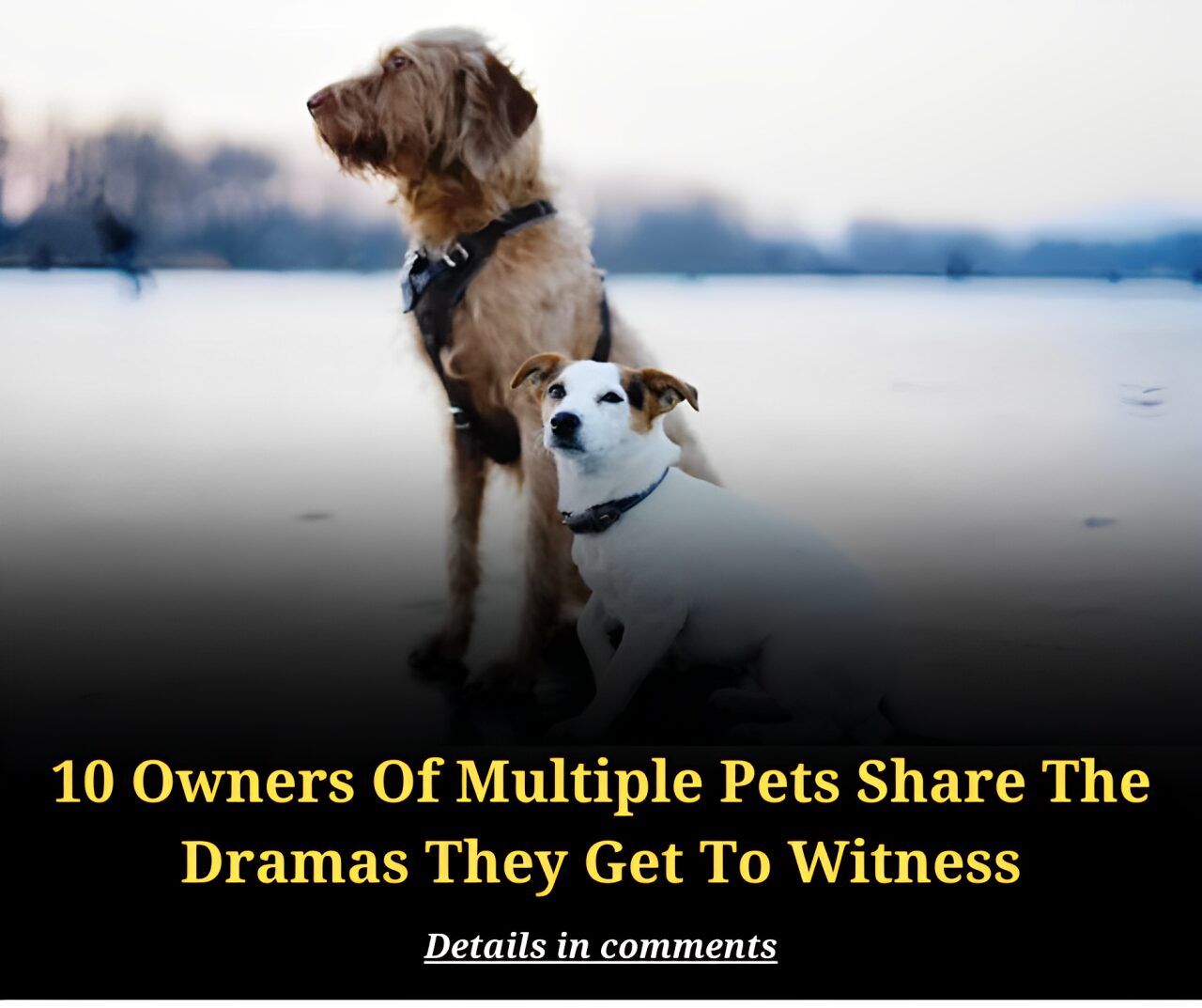 10 Owners Of Multiple Pets Share The Dramas They Get To Witness