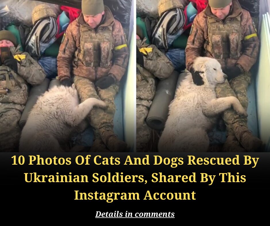 10 Photos Of Cats And Dogs Rescued By Ukrainian Soldiers, Shared By This Instagram Account