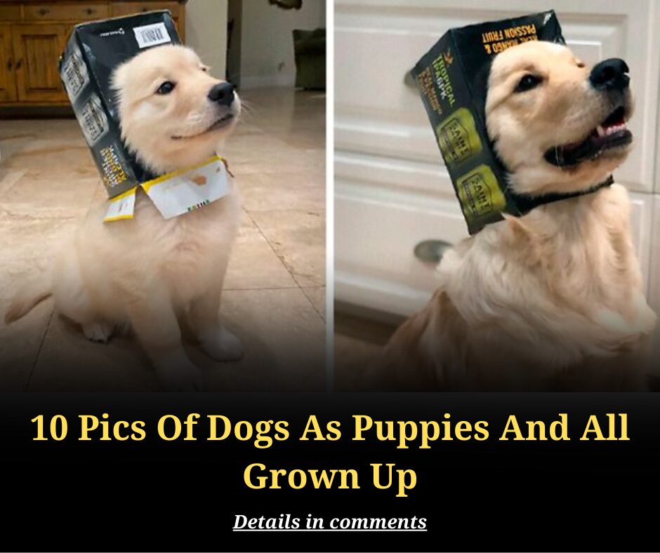 10 Pics Of Dogs As Puppies And All Grown Up