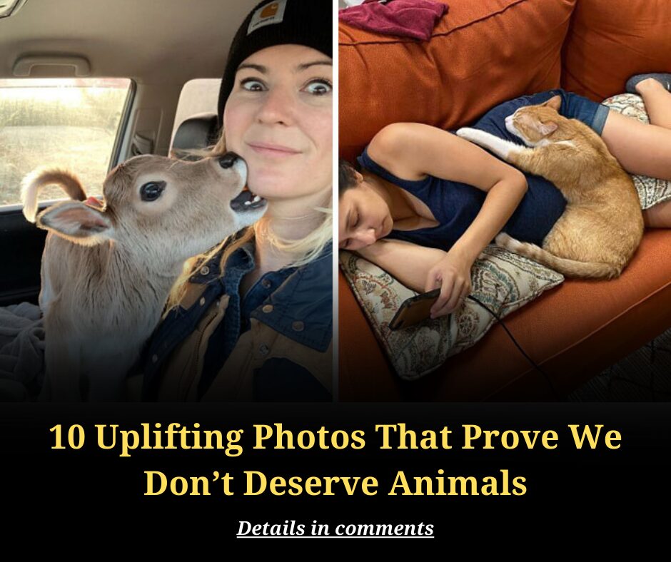 10 Uplifting Photos That Prove We Don’t Deserve Animals