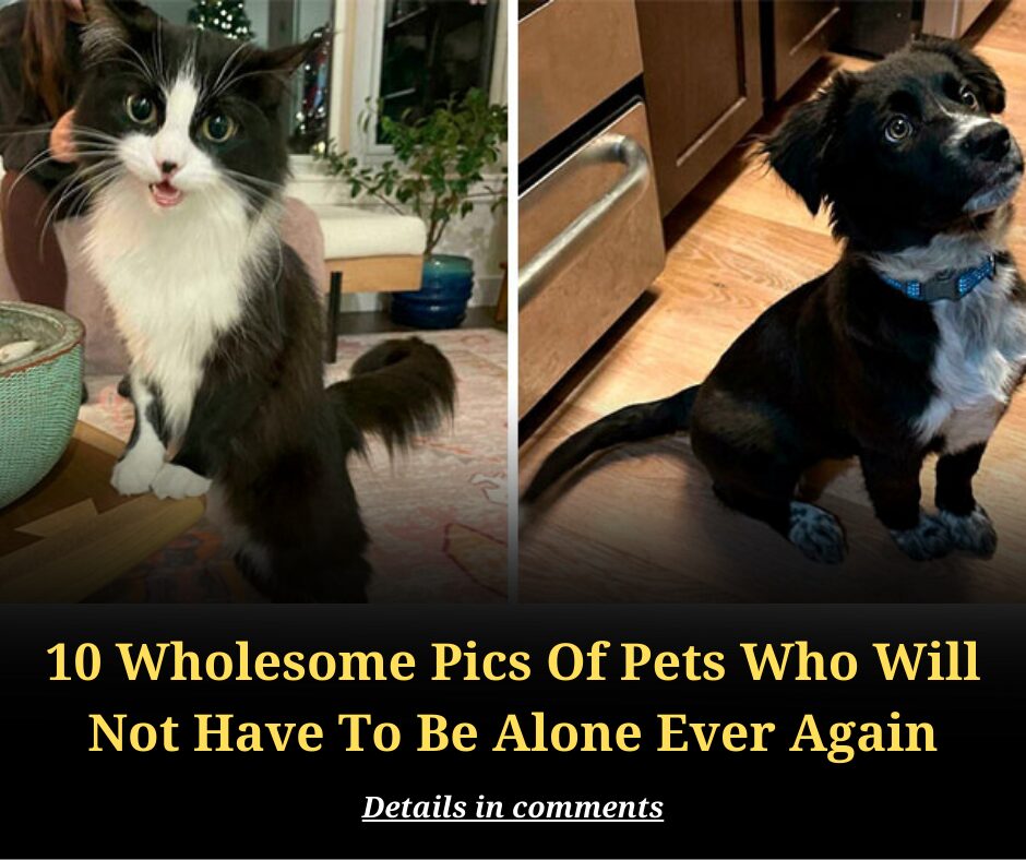 10 Wholesome Pics Of Pets Who Will Not Have To Be Alone Ever Again