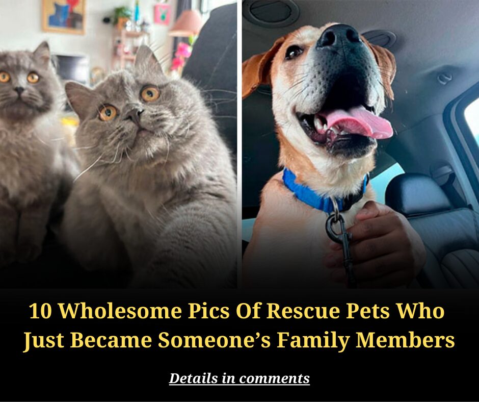 10 Wholesome Pics Of Rescue Pets Who  Just Became Someone’s Family Members