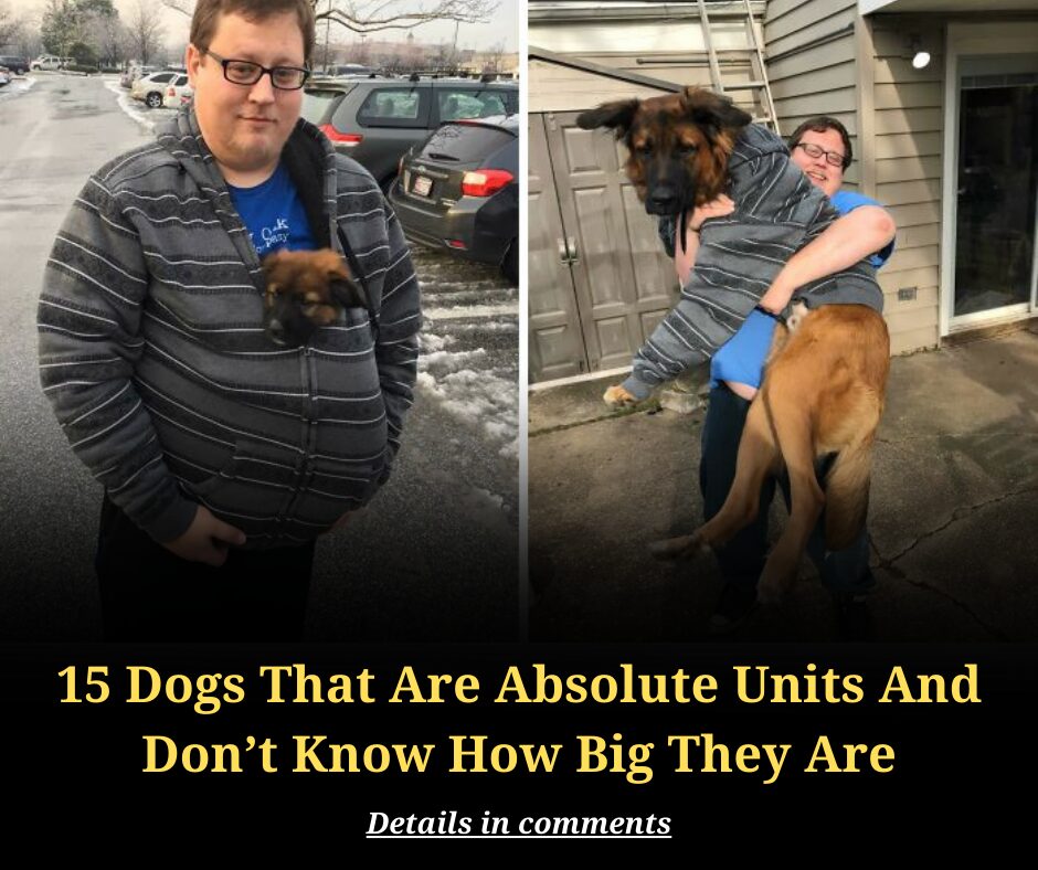 15 Dogs That Are Absolute Units And Don’t Know How Big They Are