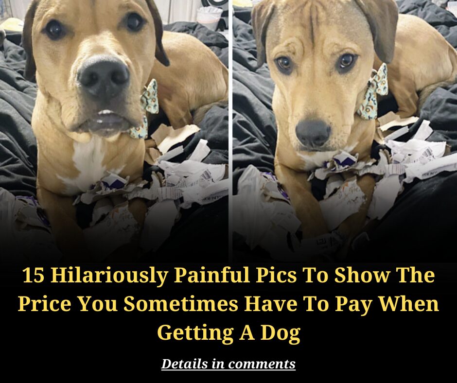 15 Hilariously Painful Pics To Show The Price You Sometimes Have To Pay When Getting A Dog