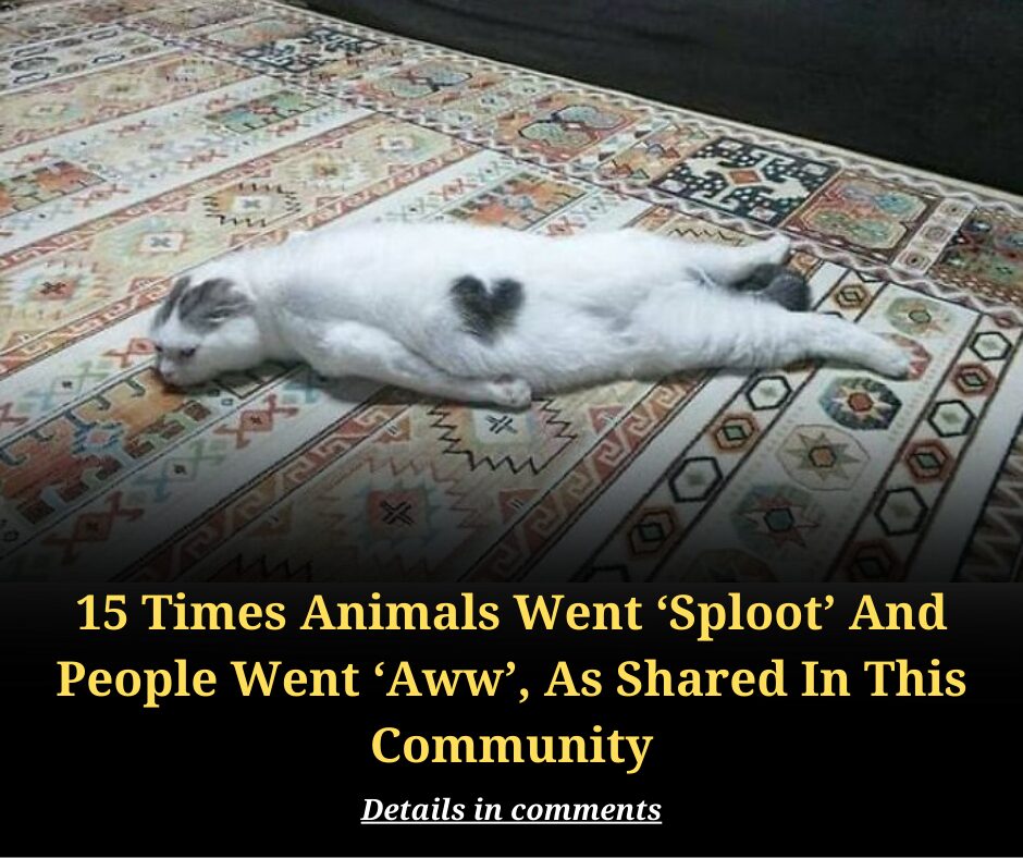 15 Times Animals Went ‘Sploot’ And People Went ‘Aww’, As Shared In This Community