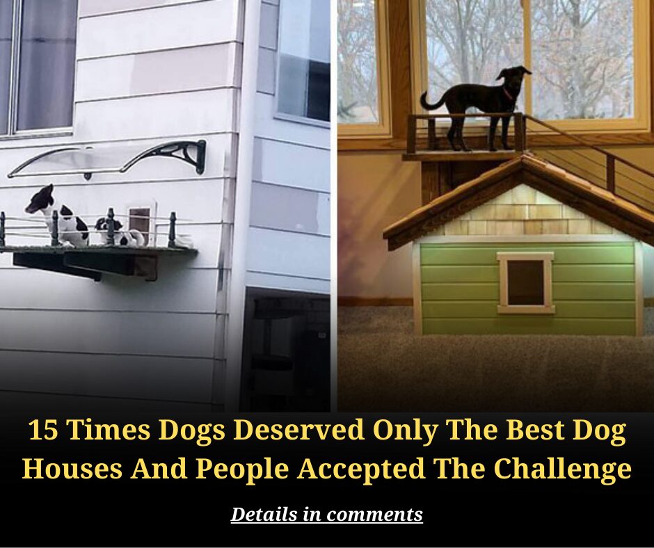 15 Times Dogs Deserved Only The Best Dog Houses And People Accepted The Challenge