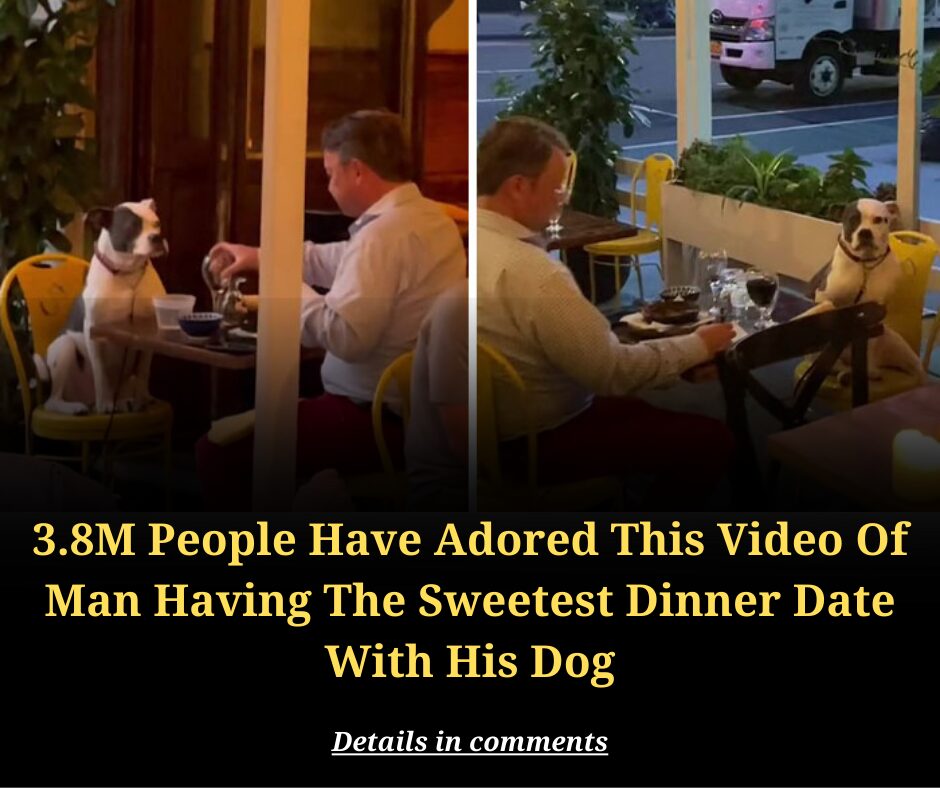 3.8M People Have Adored This Video Of Man Having The Sweetest Dinner Date With His Dog