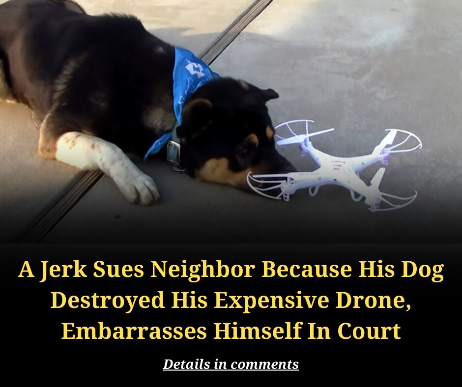 A Jerk Sues Neighbor Because His Dog Destroyed His Expensive Drone, Embarrasses Himself In Court