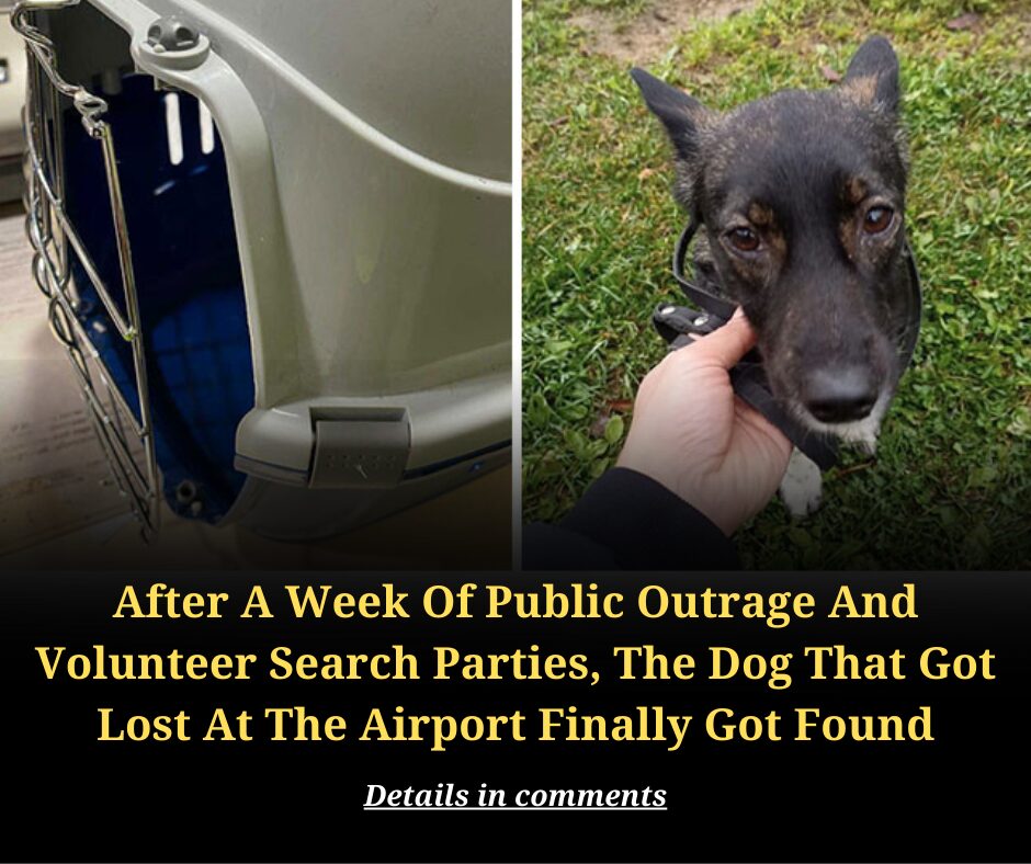 After A Week Of Public Outrage And Volunteer Search Parties, The Dog That Got Lost At The Airport Finally Got Found