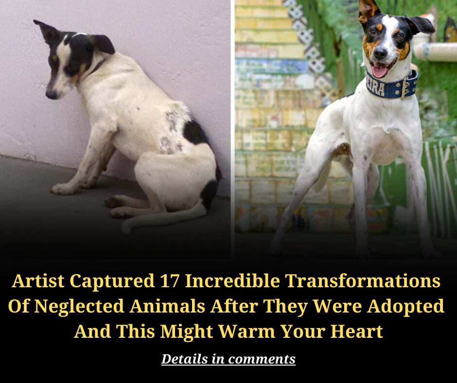 Artist Captured 17 Incredible Transformations  Of Neglected Animals After They Were Adopted  And This Might Warm Your Heart