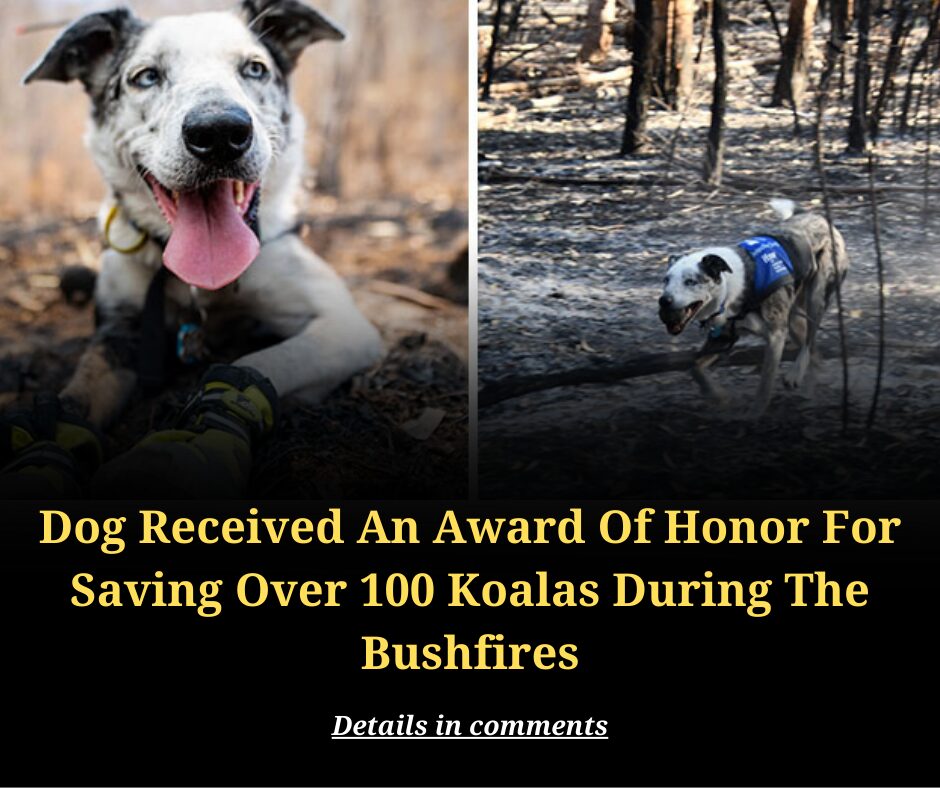 Dog Received An Award Of Honor For Saving Over 100 Koalas During The Bushfires