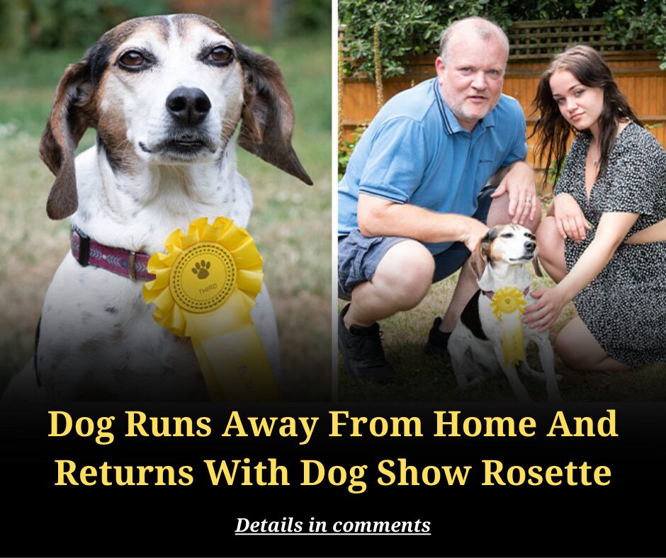 Dog Runs Away From Home And Returns With Dog Show Rosette