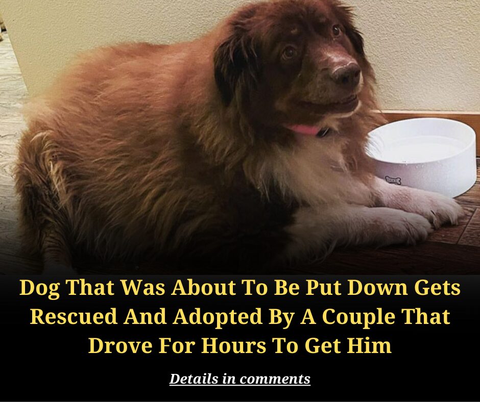 Dog That Was About To Be Put Down Gets Rescued And Adopted By A Couple That Drove For Hours To Get Him