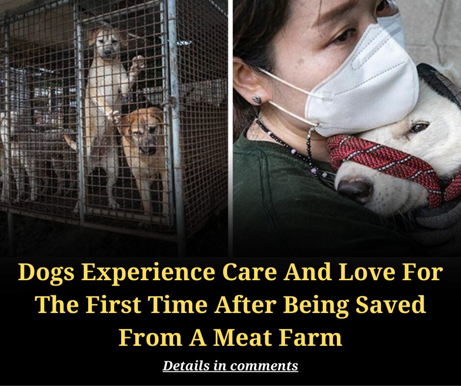 Dogs Experience Care And Love For The First Time After Being Saved From A Meat Farm