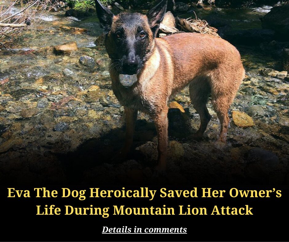 Eva The Dog Heroically Saved Her Owner’s Life During Mountain Lion Attack