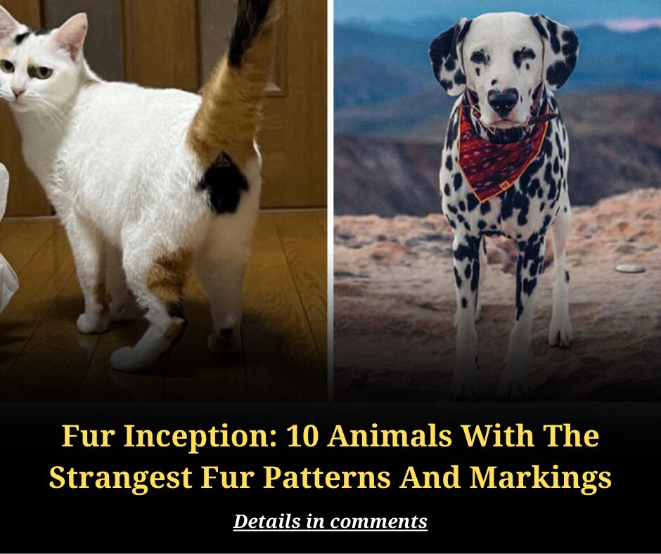 Fur Inception: 10 Animals With The Strangest Fur Patterns And Markings