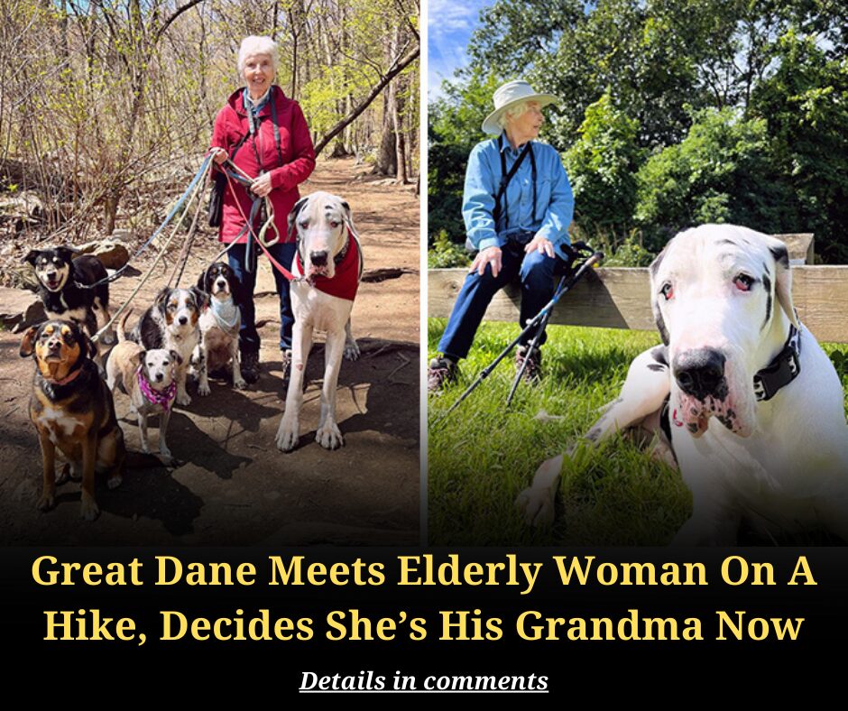 Great Dane Meets Elderly Woman On A Hike, Decides She’s His Grandma Now