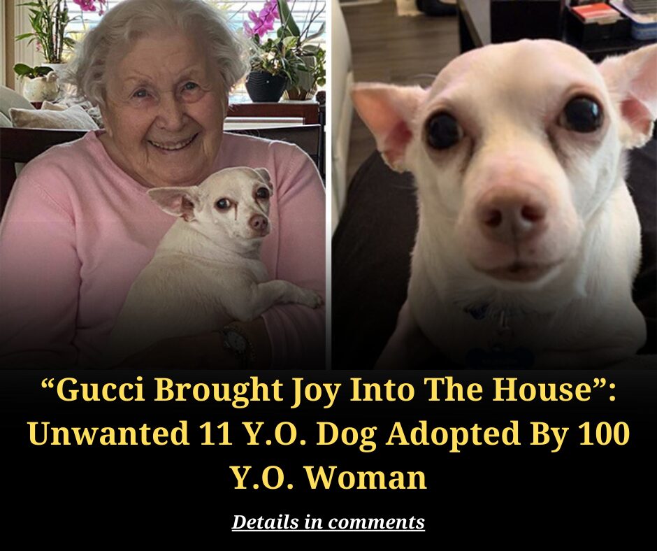 “Gucci Brought Joy Into The House”: Unwanted 11 Y.O. Dog Adopted By 100 Y.O. Woman