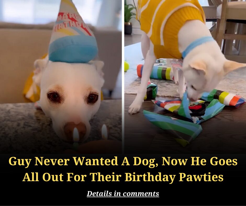 Guy Never Wanted A Dog, Now He Goes All Out For Their Birthday Pawties