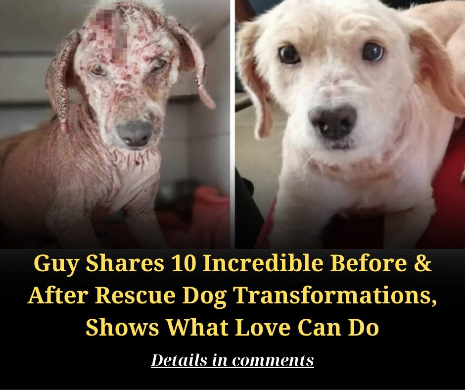 Guy Shares 10 Incredible Before & After Rescue Dog Transformations, Shows What Love Can Do