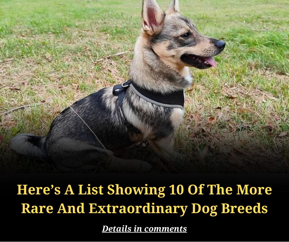 Here’s A List Showing 30 Of The More Rare And Extraordinary Dog Breeds