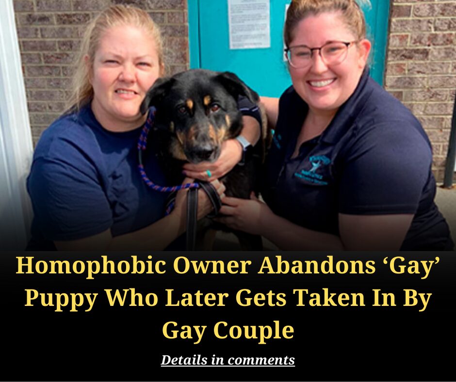 Homophobic Owner Abandons ‘Gay’ Puppy Who Later Gets Taken In By Gay Couple