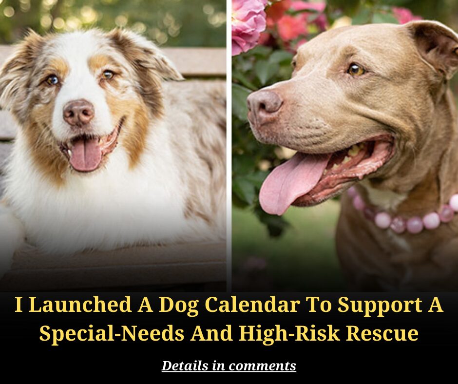 I Launched A Dog Calendar To Support A Special-Needs And High-Risk Rescue