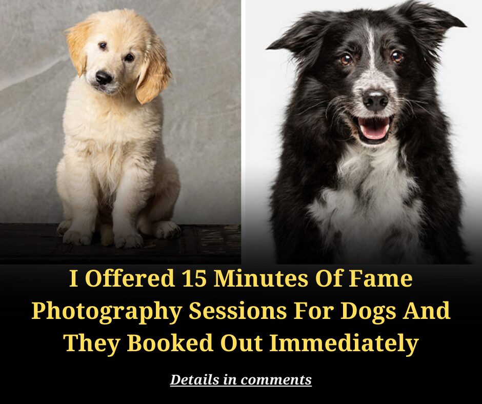 I Offered 15 Minutes Of Fame Photography Sessions For Dogs And They Booked Out Immediately