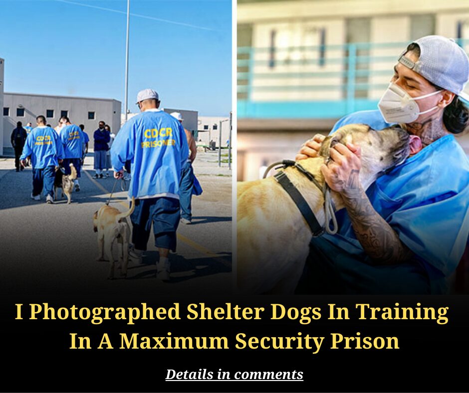 I Photographed Shelter Dogs In Training  In A Maximum Security Prison