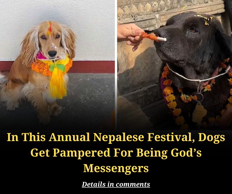 In This Annual Nepalese Festival, Dogs Get Pampered For Being God’s Messengers