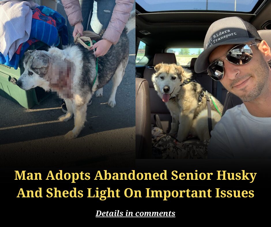 Man Adopts Abandoned Senior Husky And Sheds Light On Important Issues