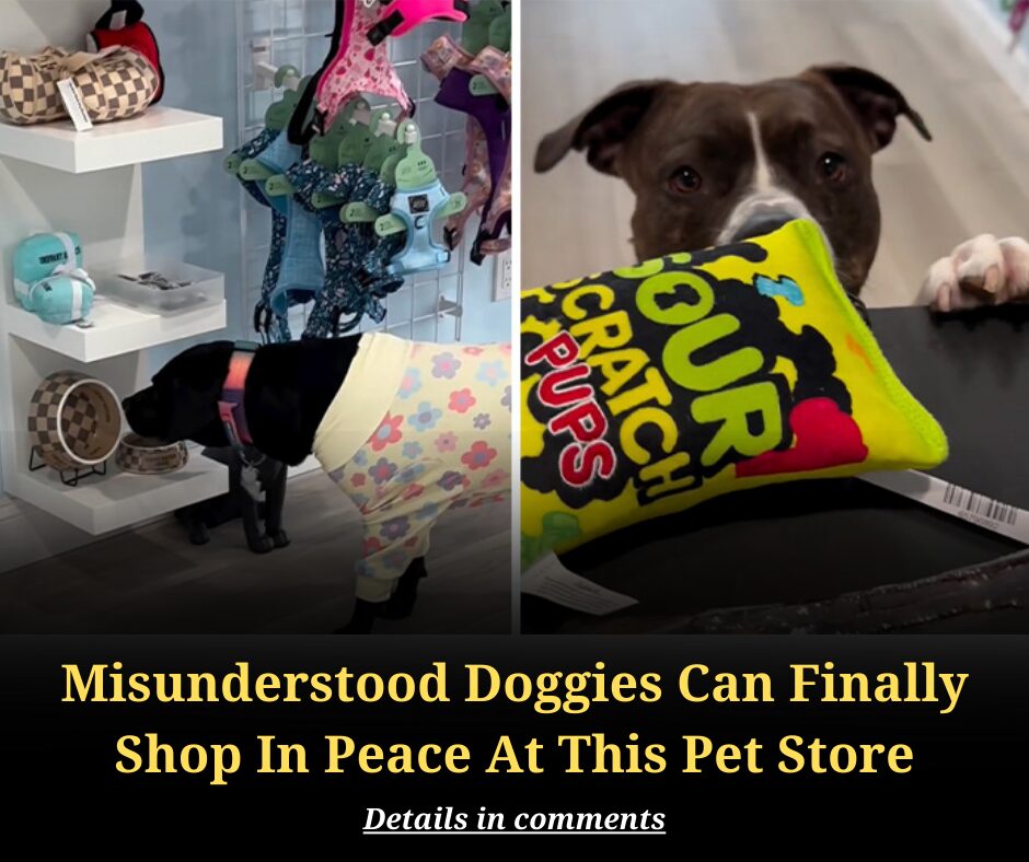 Misunderstood Doggies Can Finally Shop In Peace At This Pet Store