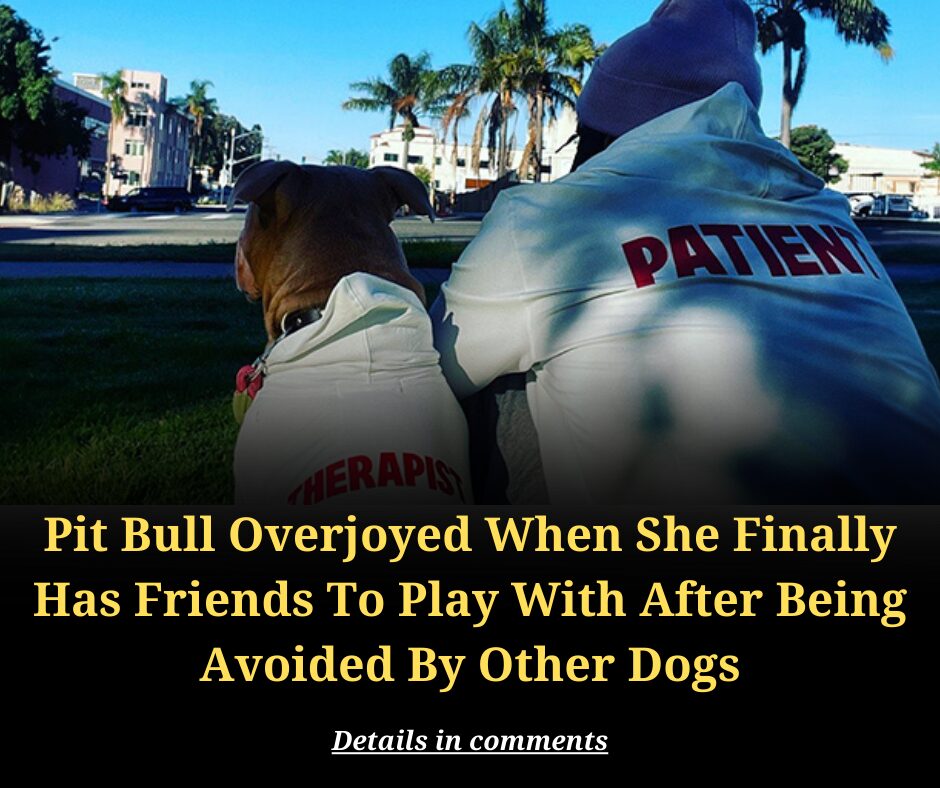 Pit Bull Overjoyed When She Finally Has Friends To Play With After Being Avoided By Other Dogs