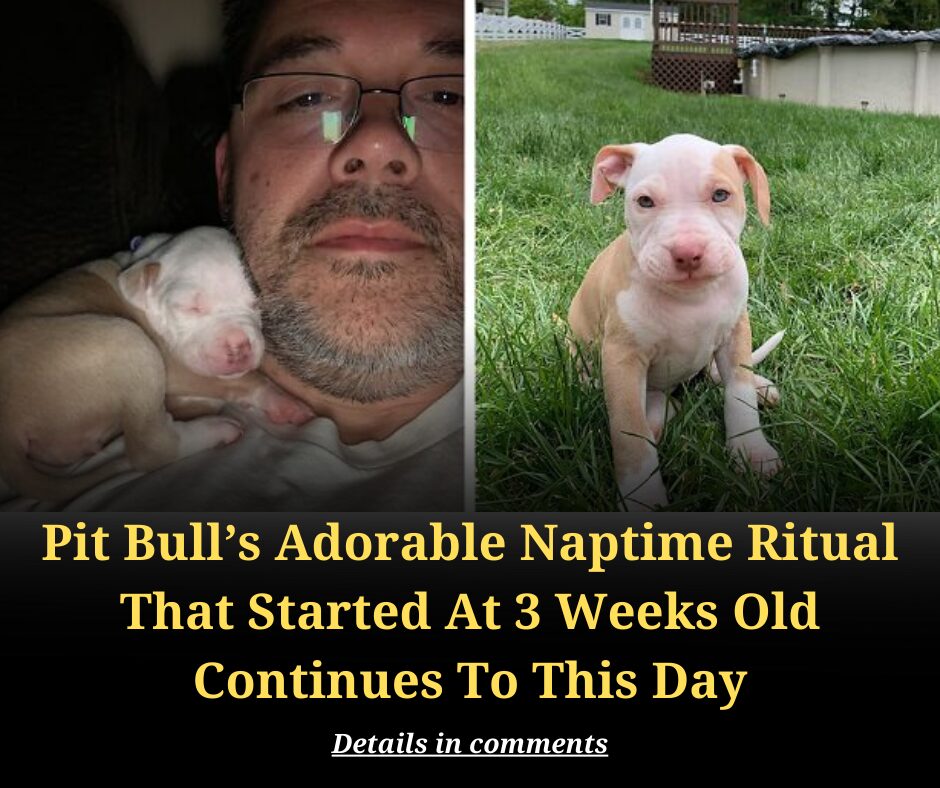 Pit Bull’s Adorable Naptime Ritual That Started At 3 Weeks Old Continues To This Day