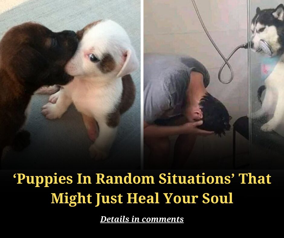 ‘Puppies In Random Situations’ That Might Just Heal Your Soul