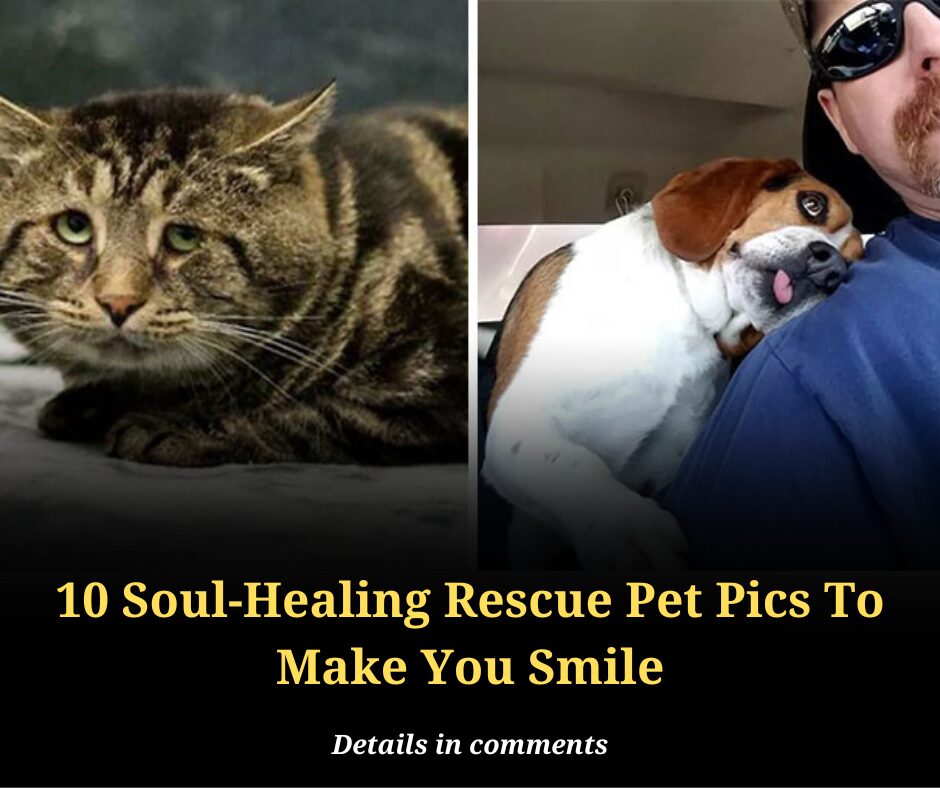 10 Soul-Healing Rescue Pet Pics To Make You Smile