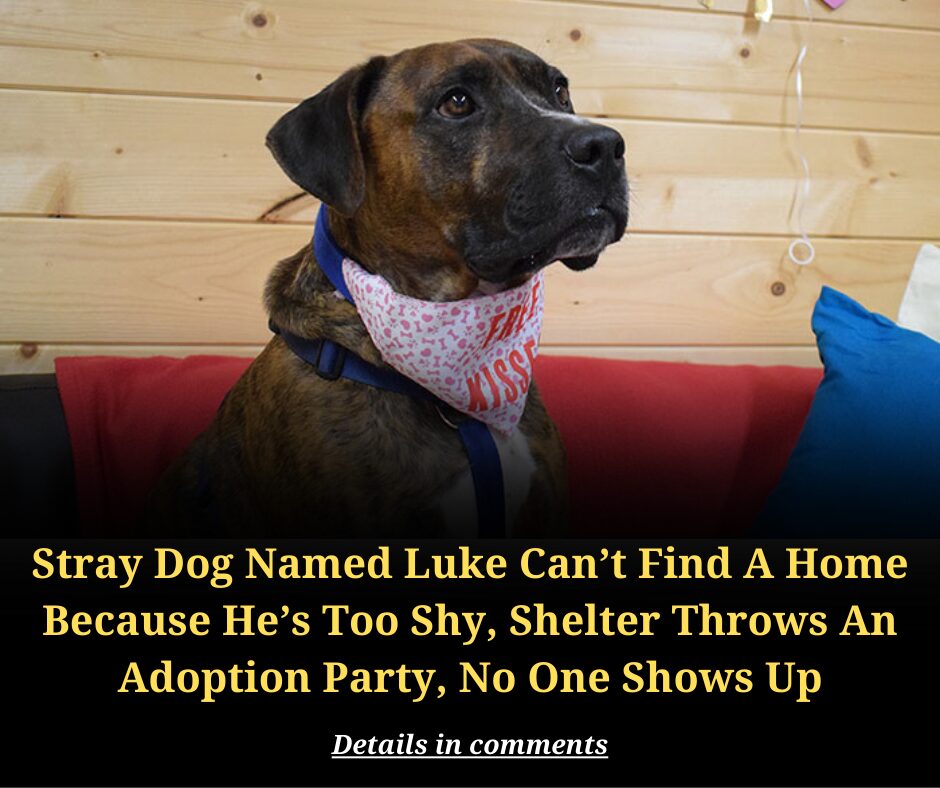 Stray Dog Named Luke ​​Can’t Find A Home Because He’s Too Shy, Shelter Throws An Adoption Party, No One Shows Up