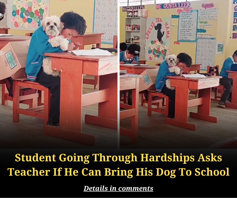 Student Going Through Hardships Asks Teacher If He Can Bring His Dog To School