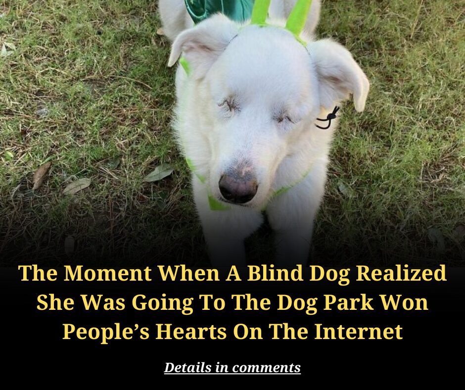 The Moment When A Blind Dog Realized She Was Going To The Dog Park Won People’s Hearts On The Internet