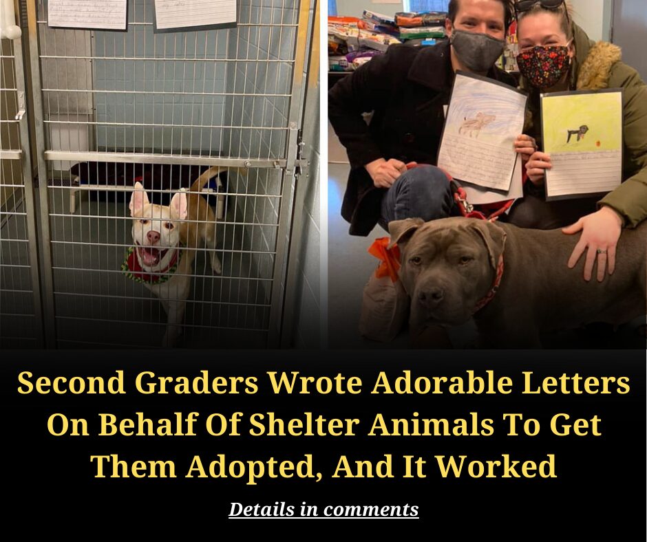 Second Graders Wrote Adorable Letters On Behalf Of Shelter Animals To Get Them Adopted, And It Worked