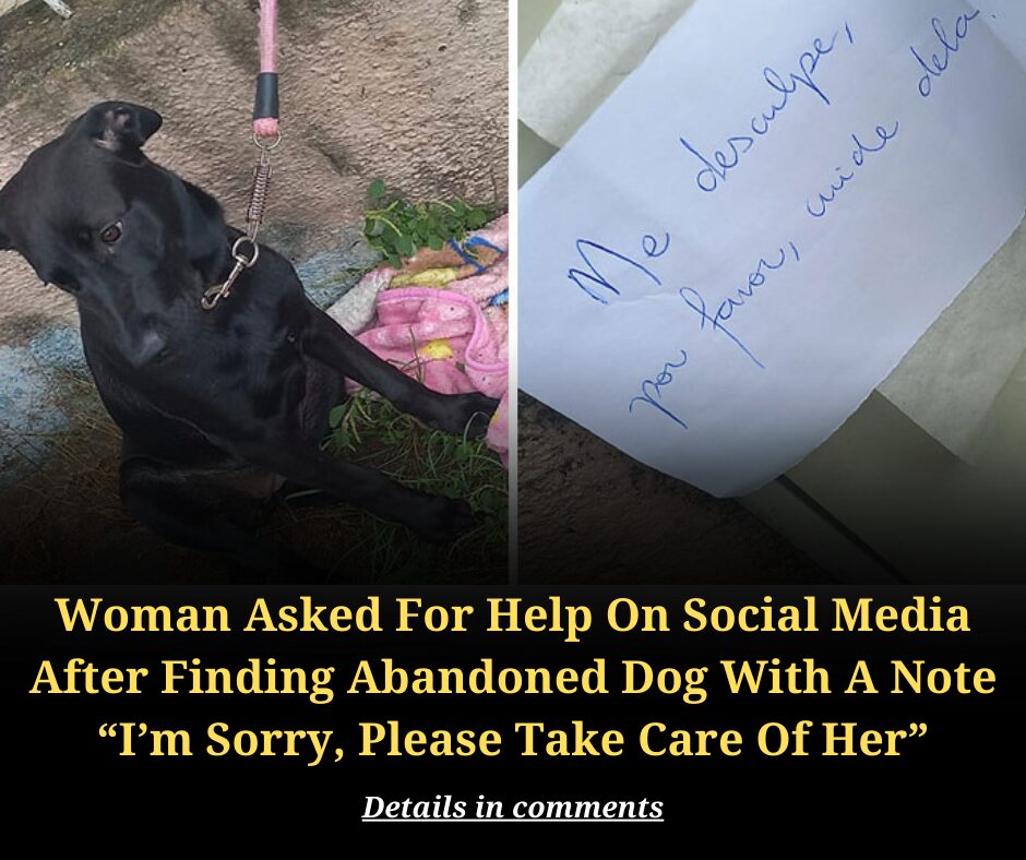 Woman Asked For Help On Social Media After Finding Abandoned Dog With A Note “I’m Sorry, Please Take Care Of Her”