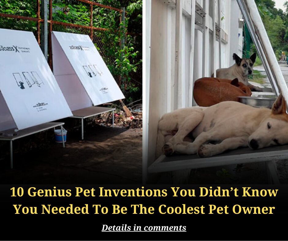 10 Genius Pet Inventions You Didn’t Know You Needed To Be The Coolest Pet Owner