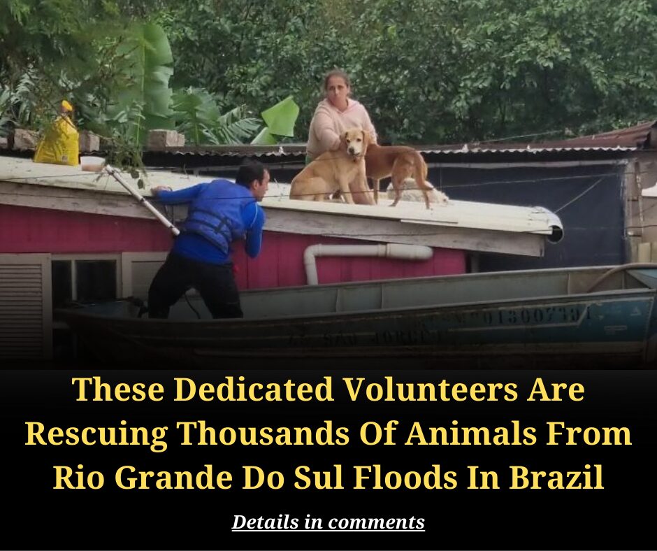 These Dedicated Volunteers Are Rescuing Thousands Of Animals From Rio Grande Do Sul Floods In Brazil