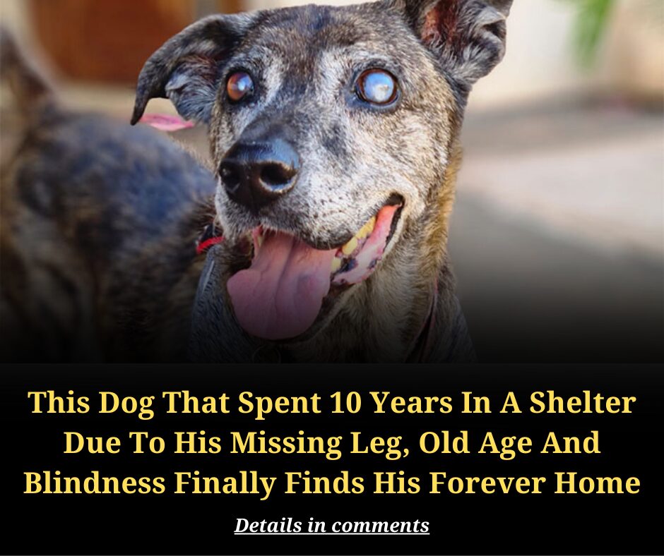 This Dog That Spent 10 Years In A Shelter Due To His Missing Leg, Old Age And Blindness Finally Finds His Forever Home