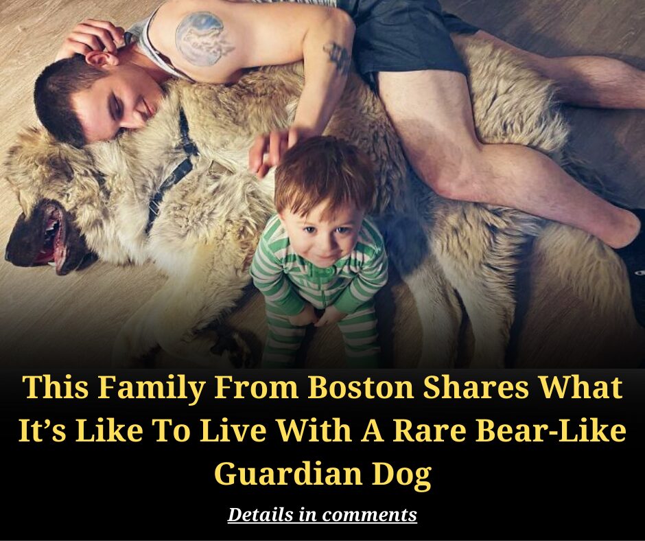 This Family From Boston Shares What It’s Like To Live With A Rare Bear-Like Guardian Dog