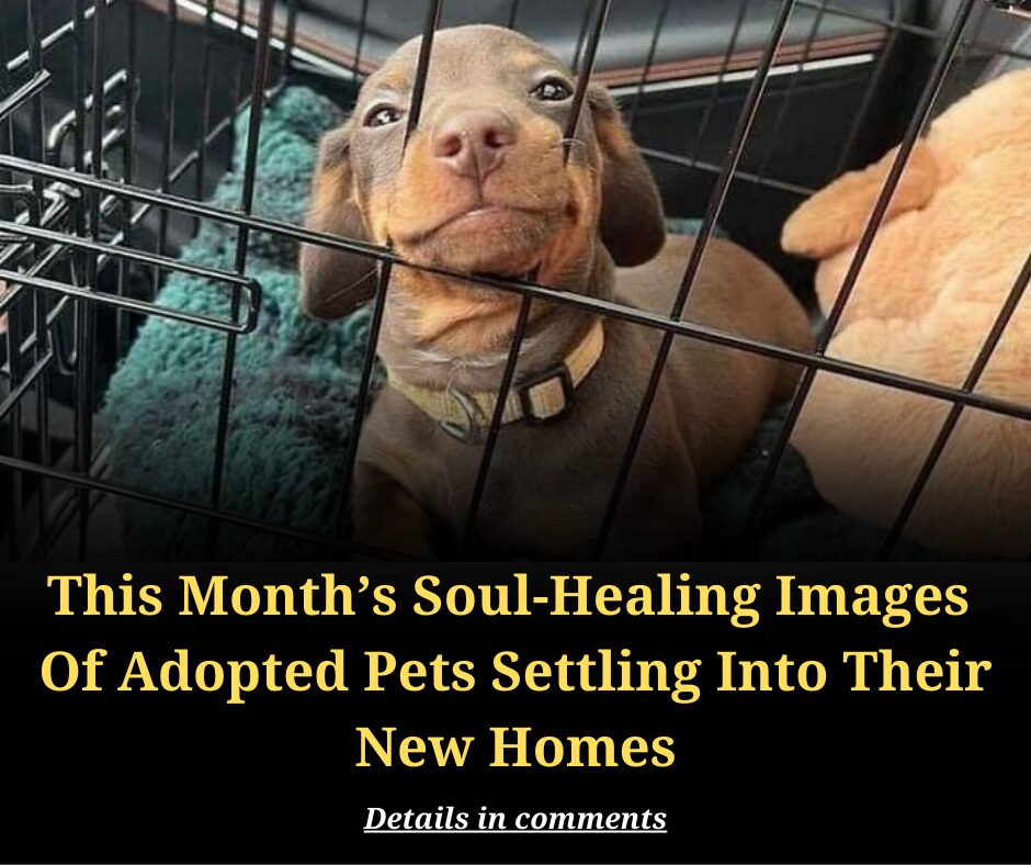 This Month’s Soul-Healing Images Of Adopted Pets Settling Into Their New Homes