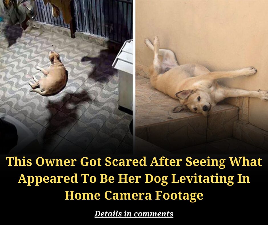 This Owner Got Scared After Seeing What Appeared To Be Her Dog Levitating In Home Camera Footage